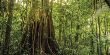 Amazônia perdeu 52 milhões de hectares de vegetação nativa em 40 anos, aponta MapBiomas