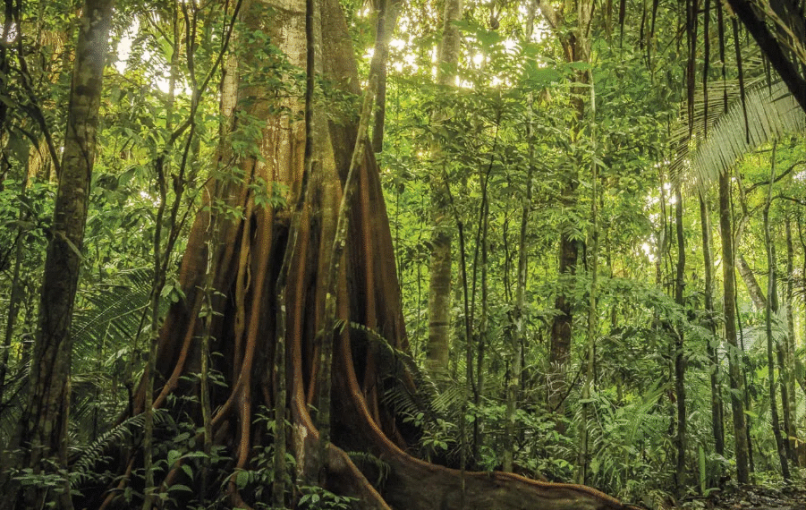 Amazônia perdeu 52 milhões de hectares de vegetação nativa em 40 anos, aponta MapBiomas
