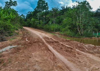 Pavimentação da BR-319 avança, mas especialistas alertam para riscos ambientais