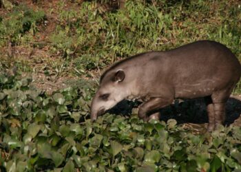 Desmatamento reduz em até 75% a disponibilidade de carne de caça para povos da Amazônia, aponta estudo
