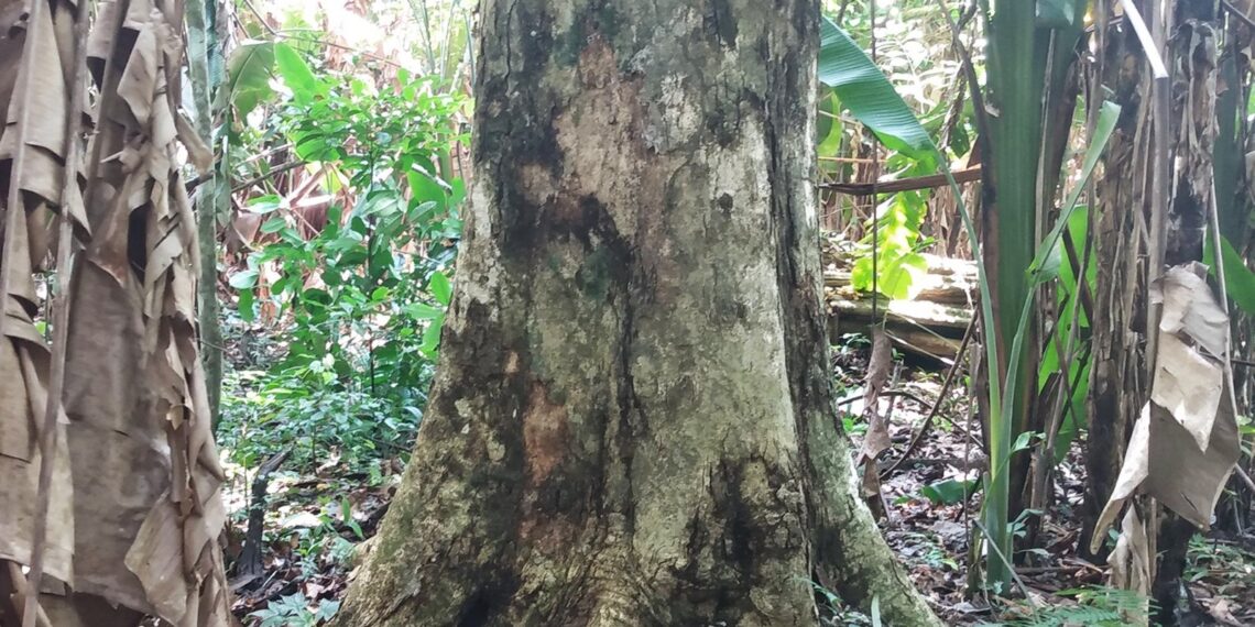 Estudo alerta que mudanças climáticas podem causar perdas bilionárias e ameaça a espécies de cumaru na Amazônia