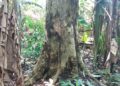Estudo alerta que mudanças climáticas podem causar perdas bilionárias e ameaça a espécies de cumaru na Amazônia