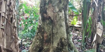 Estudo alerta que mudanças climáticas podem causar perdas bilionárias e ameaça a espécies de cumaru na Amazônia