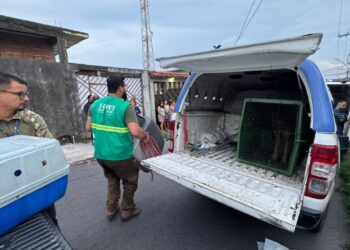 Sepet-AM resgata 24 cães vítimas de abandono extremo em casa no bairro Flores