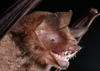 Pesquisadores brasileiros descobrem novo coronavírus em morcegos com semelhança ao SARS-CoV-2
