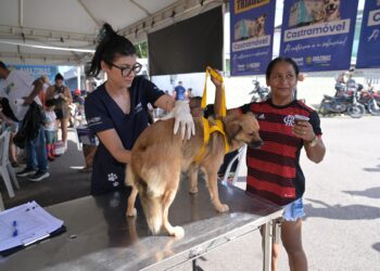 Sepet realiza agendamento para castração gratuita de cães e gatos no bairro Educandos