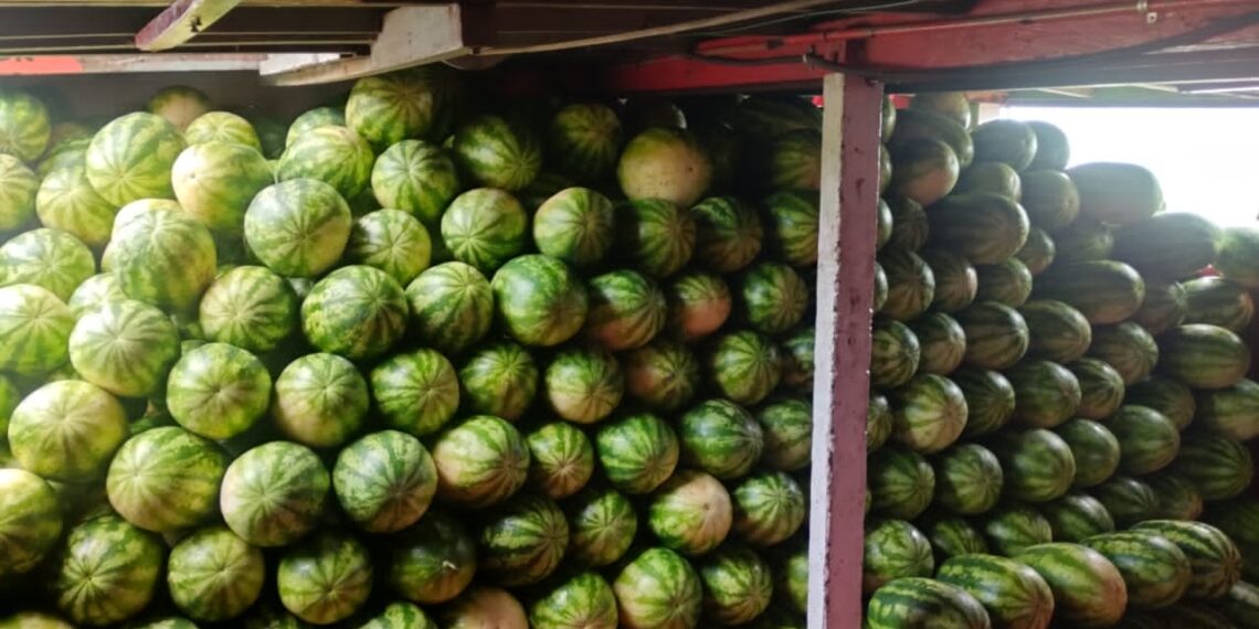 Prefeitura de Itacoatiara apoia transporte de 5 toneladas de melancia e fortalece agricultura familiar ribeirinha