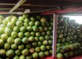 Prefeitura de Itacoatiara apoia transporte de 5 toneladas de melancia e fortalece agricultura familiar ribeirinha