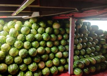 Prefeitura de Itacoatiara apoia transporte de 5 toneladas de melancia e fortalece agricultura familiar ribeirinha