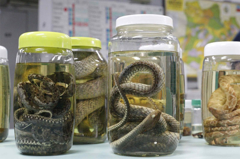 FVS alerta para aumento de acidentes com animais peçonhentos durante período de cheias no Amazonas
