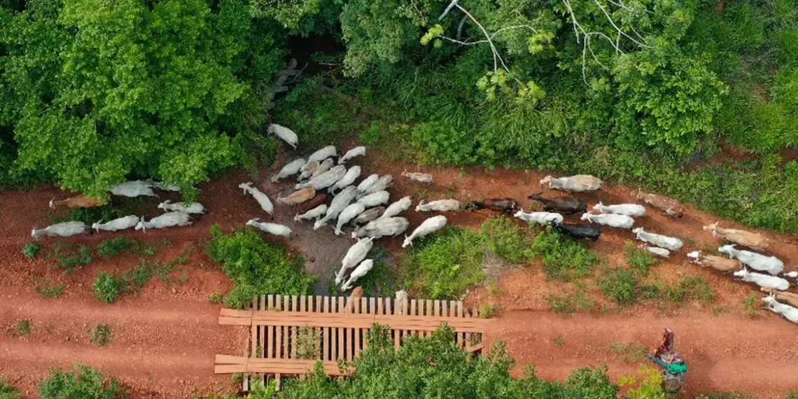 Ibama aponta emboscada em assassinato de vaqueiro durante operação em terra indígena no Pará