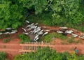 Ibama aponta emboscada em assassinato de vaqueiro durante operação em terra indígena no Pará