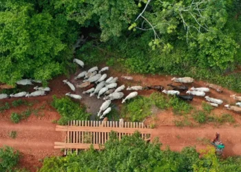 Ibama aponta emboscada em assassinato de vaqueiro durante operação em terra indígena no Pará