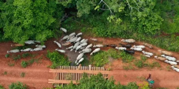 Ibama aponta emboscada em assassinato de vaqueiro durante operação em terra indígena no Pará