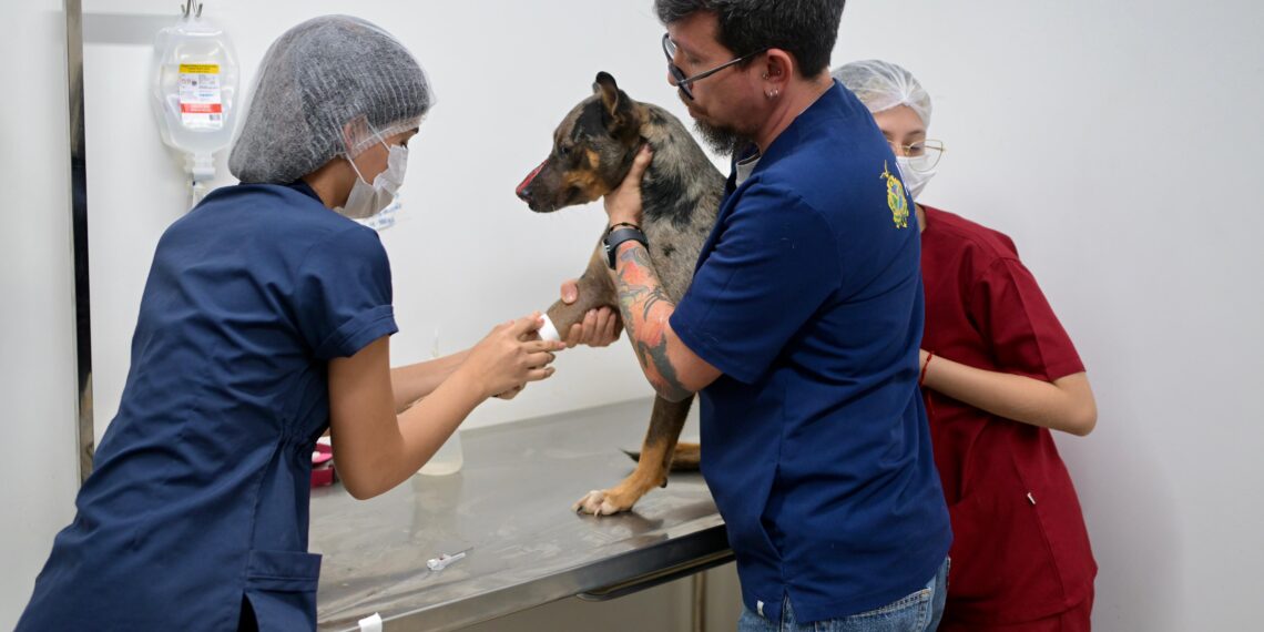 Maus-tratos: cachorro agredido é salvo e passa por cirurgia em Manaus
