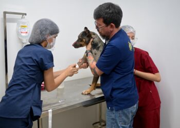 Maus-tratos: cachorro agredido é salvo e passa por cirurgia em Manaus