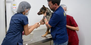 Maus-tratos: cachorro agredido é salvo e passa por cirurgia em Manaus