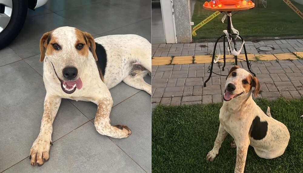 Cão comunitário morre após ser baleado em Toledo