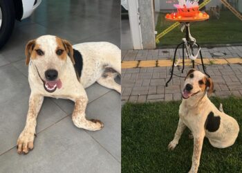 Cão comunitário morre após ser baleado em Toledo