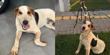 Cão comunitário morre após ser baleado em Toledo