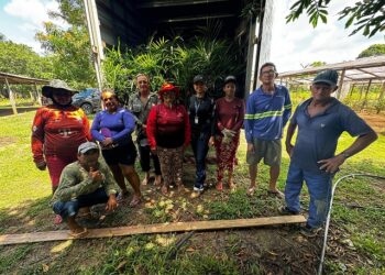 Com produção em alta, açaí do Amazonas é reconhecido oficialmente como fruta brasileira
