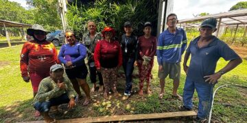 Com produção em alta, açaí do Amazonas é reconhecido oficialmente como fruta brasileira