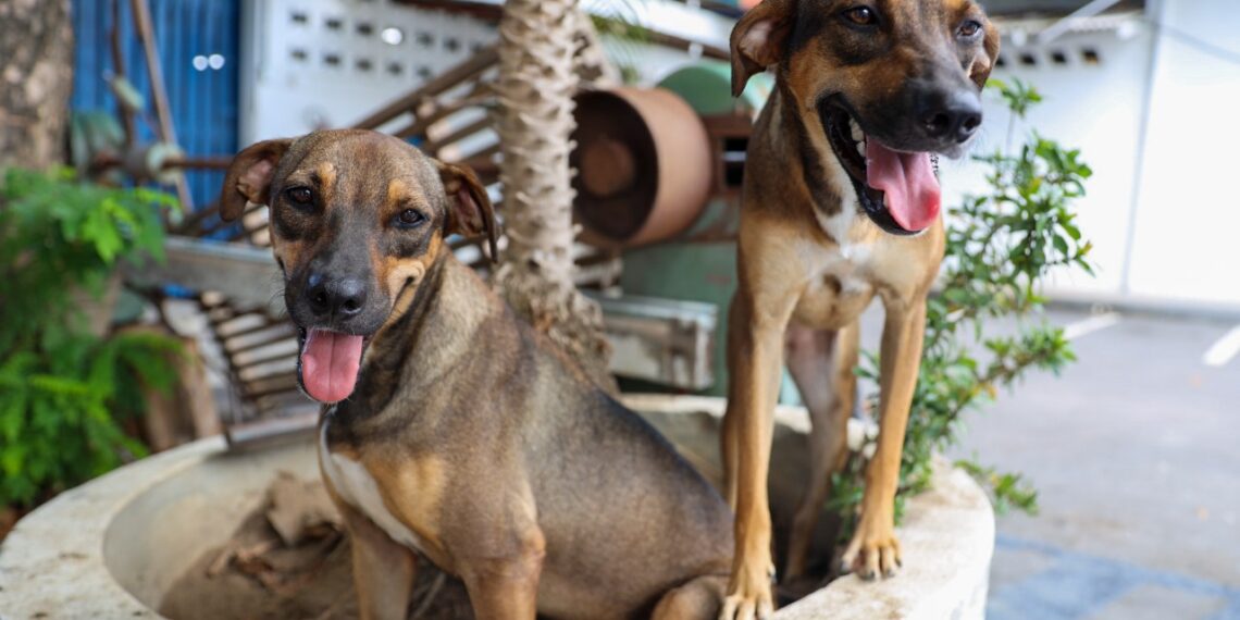 Prefeitura de Manaus prorroga inscrições para o programa ‘Ração do Meu Pet’