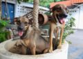 Prefeitura de Manaus prorroga inscrições para o programa ‘Ração do Meu Pet’