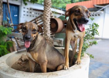 Prefeitura de Manaus prorroga inscrições para o programa ‘Ração do Meu Pet’