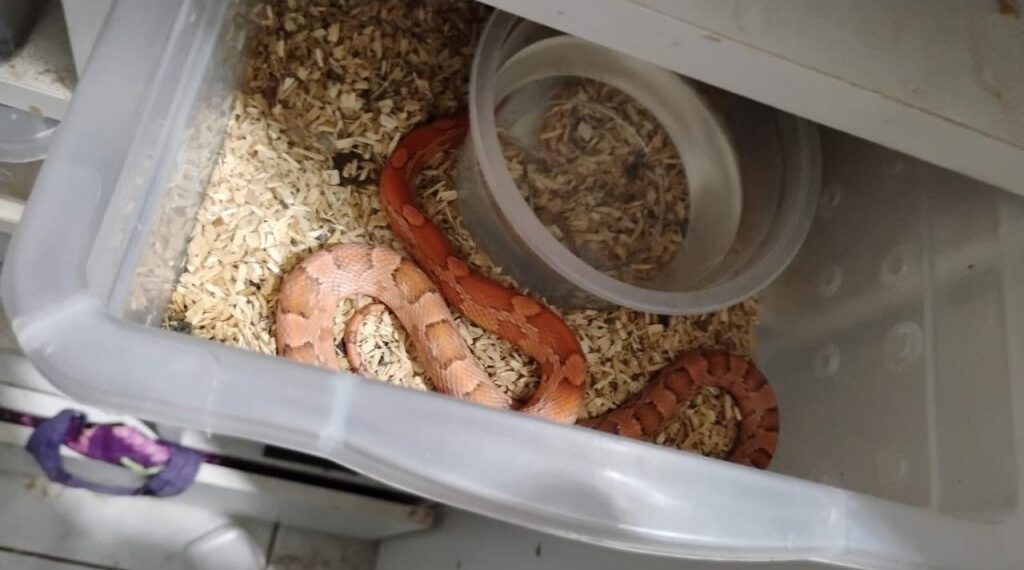 Operação Corn Snake resgata dezenas de cobras e ovos mantidos ilegalmente em Assis