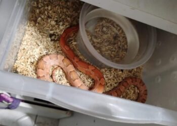 Operação Corn Snake resgata dezenas de cobras e ovos mantidos ilegalmente em Assis