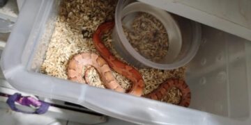 Operação Corn Snake resgata dezenas de cobras e ovos mantidos ilegalmente em Assis