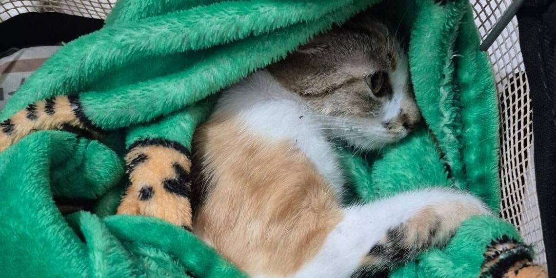 Gata sobrevive após ser jogada do 12º andar em Curitiba; tutora é presa