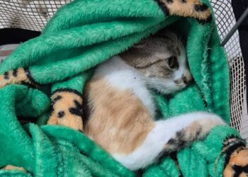 Gata sobrevive após ser jogada do 12º andar em Curitiba; tutora é presa