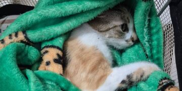 Gata sobrevive após ser jogada do 12º andar em Curitiba; tutora é presa