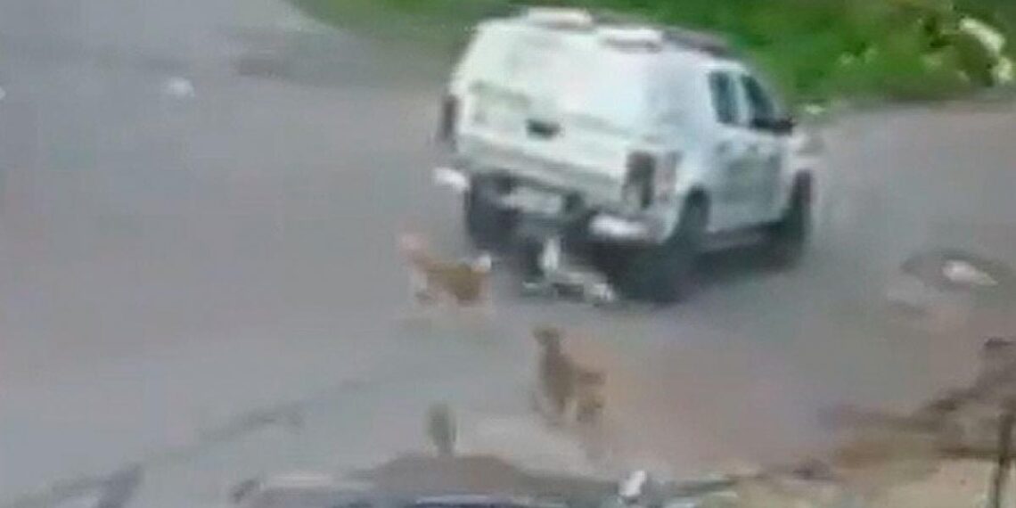 Justiça converte em preventiva prisão de PM que atropelou e matou cães em Manaus