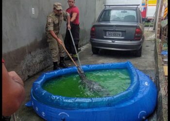Bombeiros resgatam jacaré que ‘se refrescava’ em piscina infantil no bairro São José