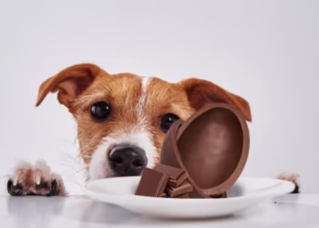 Alerta na Páscoa: Por que o chocolate pode ser fatal para o seu cão?