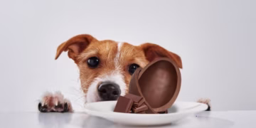 Alerta na Páscoa: Por que o chocolate pode ser fatal para o seu cão?