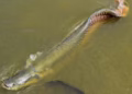 Ibama libera pesca de pirarucu fora da Amazônia e transforma manejo tradicional em serviço ambiental