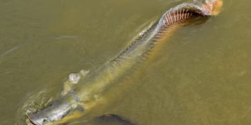 Ibama libera pesca de pirarucu fora da Amazônia e transforma manejo tradicional em serviço ambiental