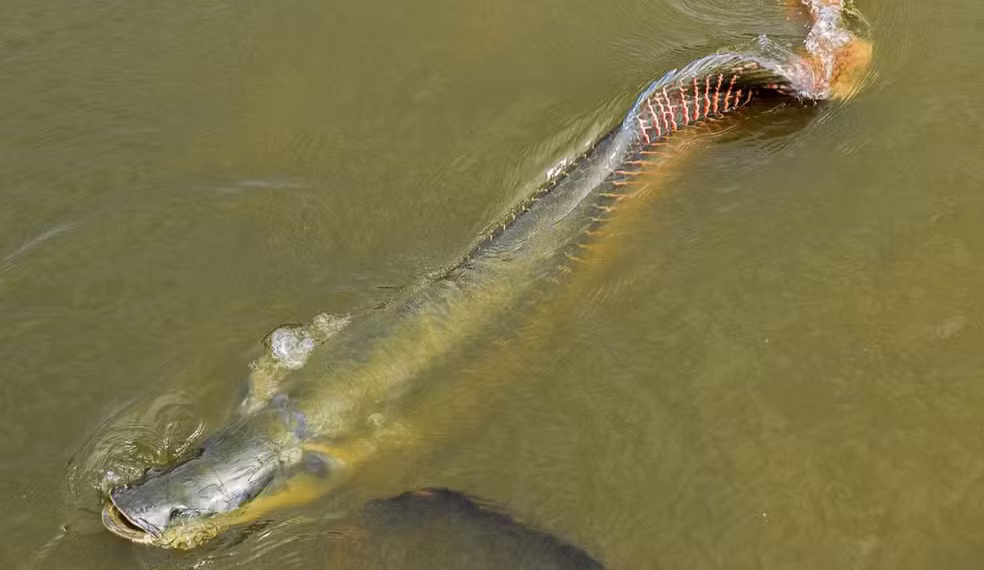 Ibama libera pesca de pirarucu fora da Amazônia e transforma manejo tradicional em serviço ambiental