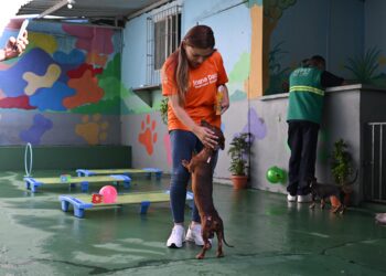 Joana Darc alerta para adoção responsável e combate à crueldade animal no AM