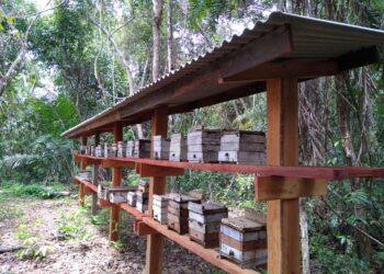 Congresso Amazonense de Meliponicultura