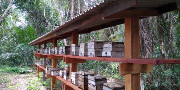 Congresso Amazonense de Meliponicultura