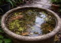 Dengue no Norte: Casos avançam e autoridades reforçam combate doméstico ao mosquito