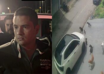 Homem é preso no aeroporto de Manaus após atropelar vários cães no Parque Dez