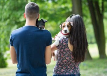 Senado aprova guarda compartilhada de pets em separações