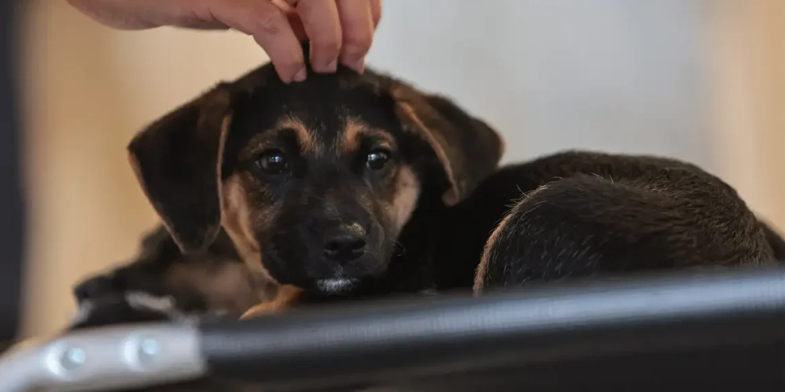 Lei que institui guarda compartilhada de pets entra em vigor nesta sexta-feira