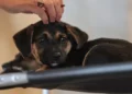 Lei que institui guarda compartilhada de pets entra em vigor nesta sexta-feira